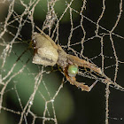 Cribellate Orb Weaver / Tecelã-Orbicular-Cribelada