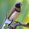 Chestnut Breasted Mannikin