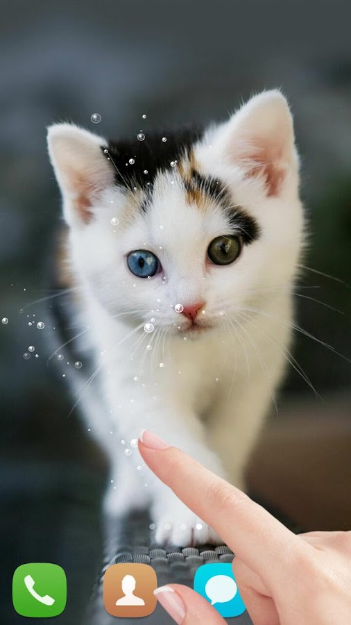 Cute cat Live wallpaper  Android Apps on Google Play