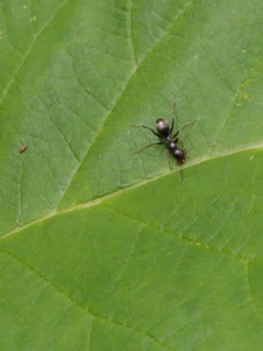 Black Field Ant