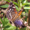 Texan Crescent