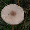 Slender Parasol