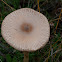 Slender Parasol