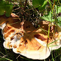 Ganoderma curtisii