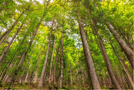 Milieu forestier