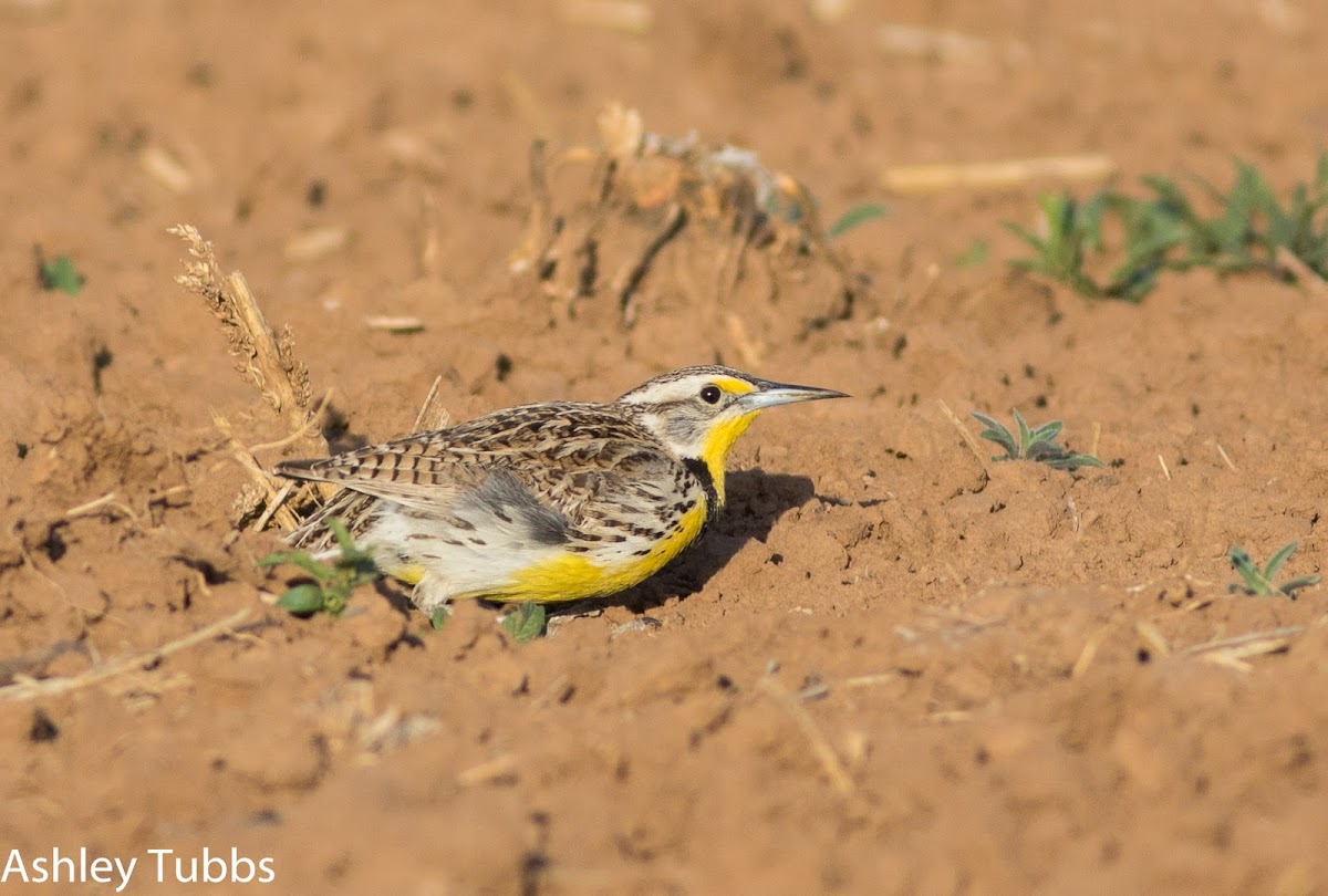 Eastern Meadowlark