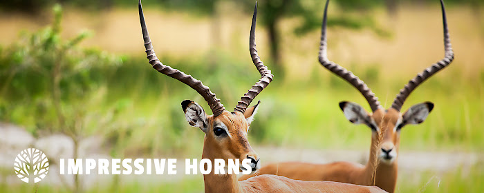 Impressive Horns HD Wallpaper New Tab Theme marquee promo image