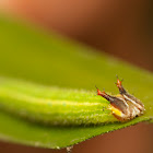 Common palmfly caterpillar