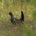 Capercaillie