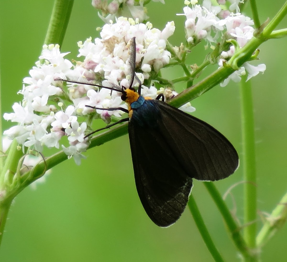 Virginia Ctenucha