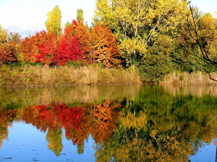 Colori d'autunno di mirtilloblu