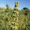 Giant Ragweed