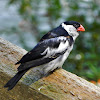 Pin-Tailed Whydah