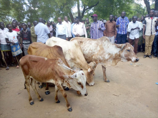 The recovered animals in Sarimach village, West Pokot county, on Tuesday /MARRYANN CHAI