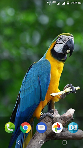 Parrot Wallpaper Hd