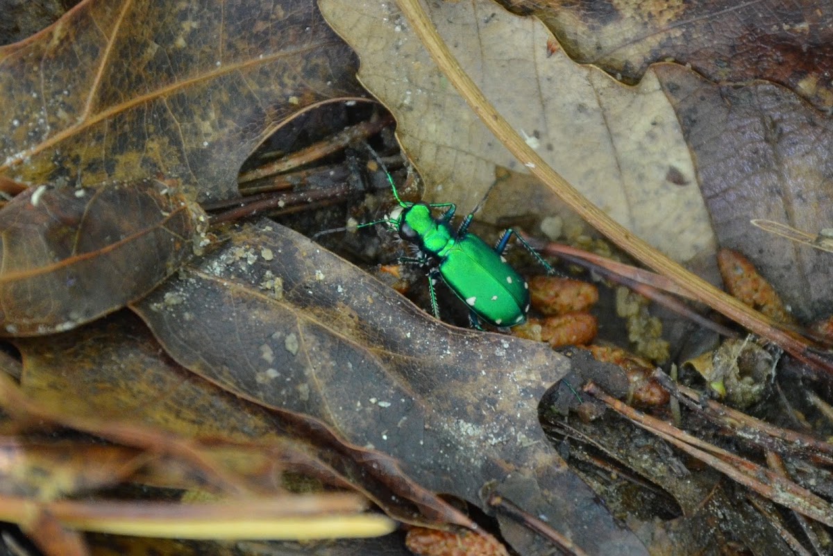 Six-Spotted Tiger Beetle