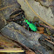 Six-Spotted Tiger Beetle