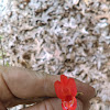 Scarlet Calamint