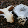 Cortinarius magnivelatus