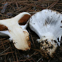 Cortinarius magnivelatus