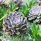 Item logo image for Purple Succulent Garden