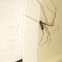 Cellar spider