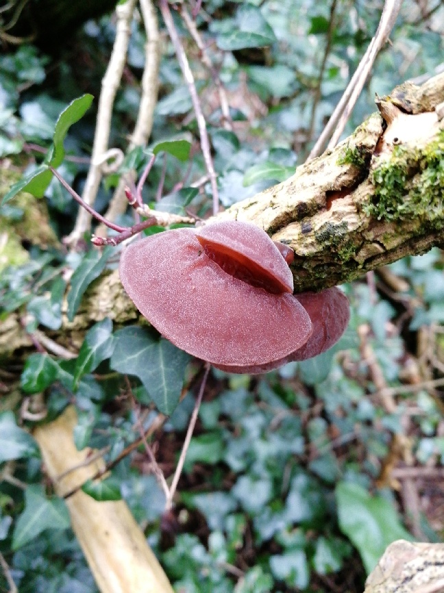 Jelly Ear