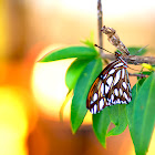 Striking Gulf Fritillary