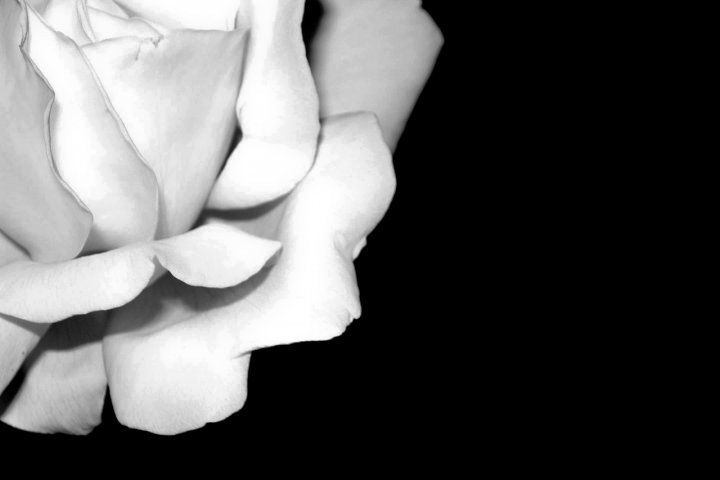 Rosa Bianca di nebulux