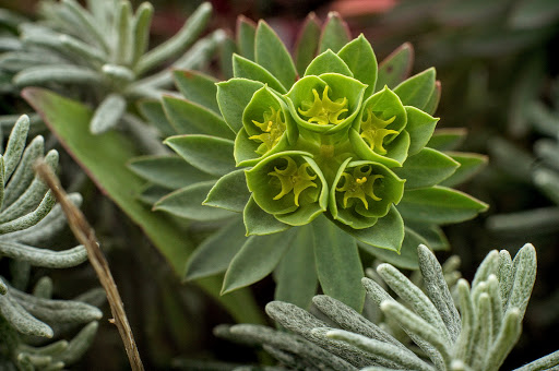 Euphorbia portlandica