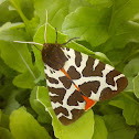 Garden tiger moth / Медведица-кайя