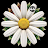 Watch Face Daisy icon