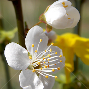 by OL JA - Flowers Tree Blossoms