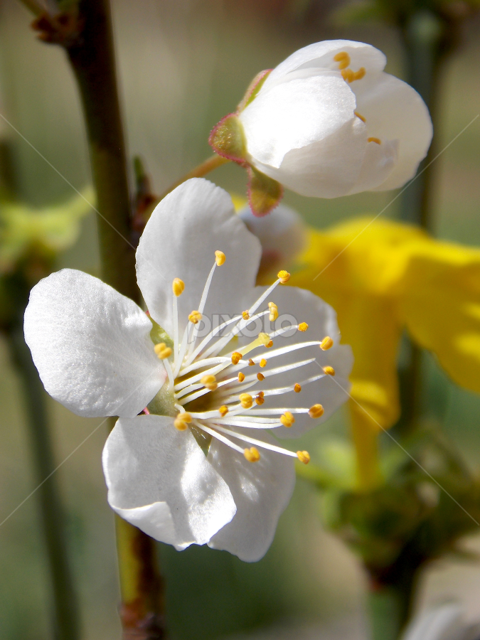 by OL JA - Flowers Tree Blossoms