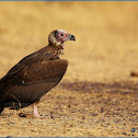 Red-headed Vulture