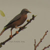 Chestnut-tailed starling or Grey-headed myna