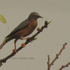 Chestnut-tailed starling or Grey-headed myna