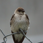 Rough-winged Swallow