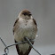 Rough-winged Swallow