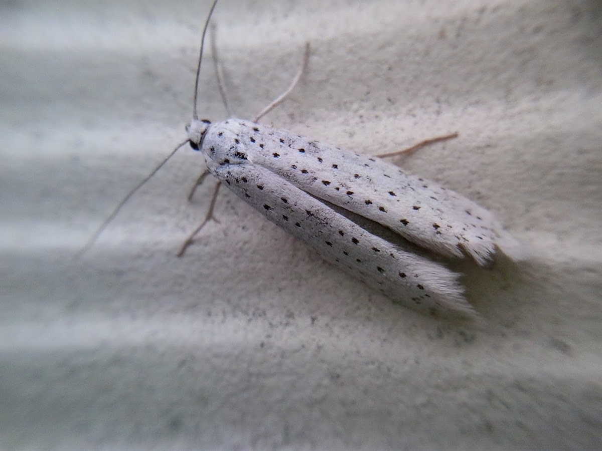 Ermine moth