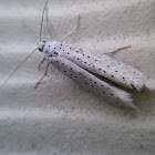 Ermine moth