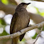 Olive-winged Bulbul