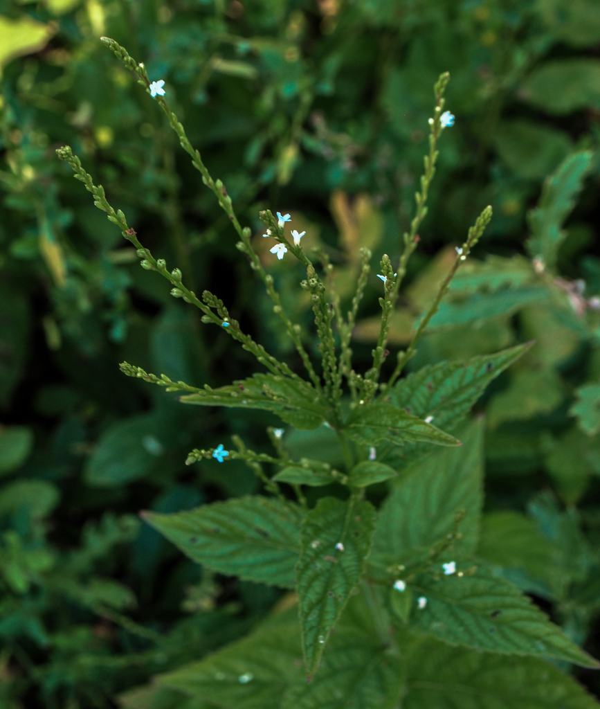 White Vervain