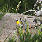 Common Yellowthroat