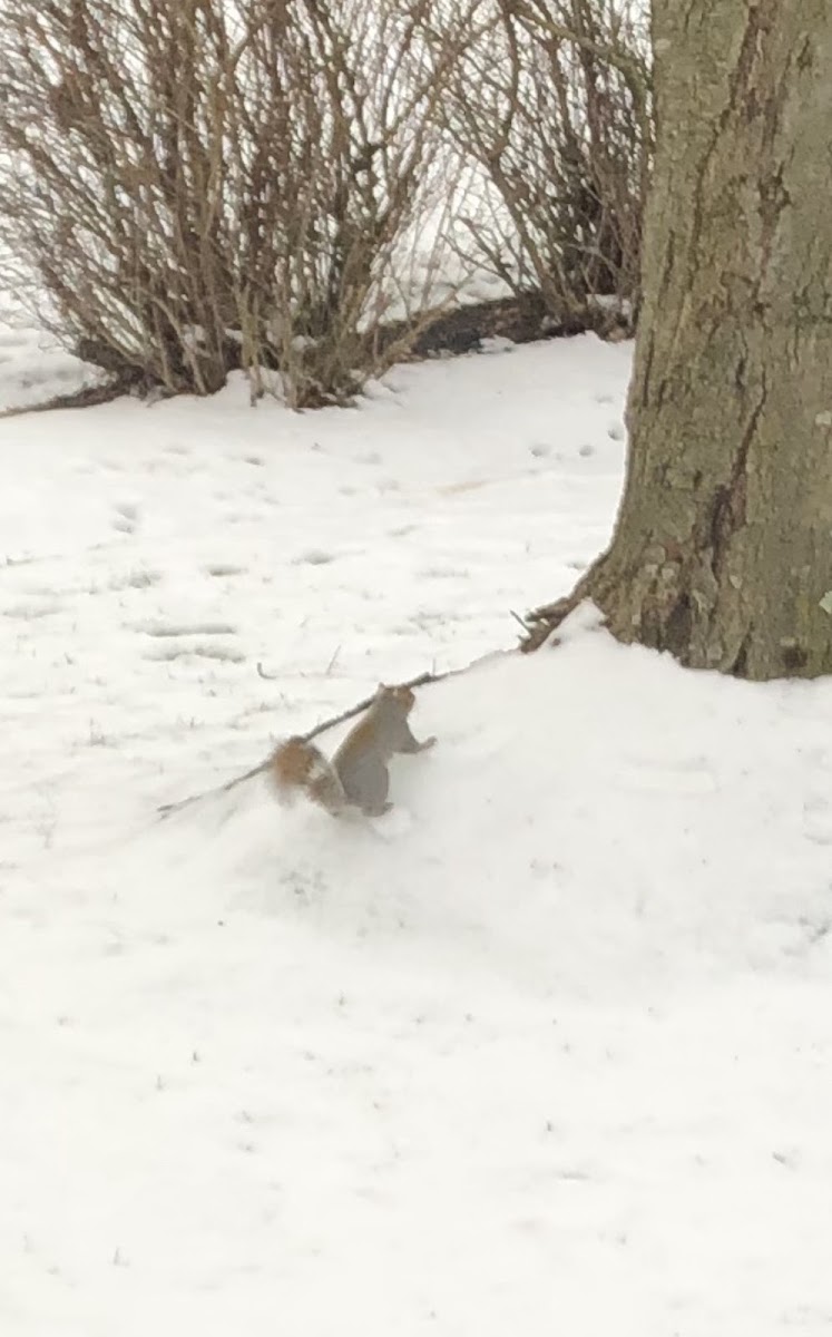 Eastern Gray Squirrel