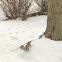 Eastern Gray Squirrel