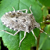 Mottled shieldbug. Chinche de escudo