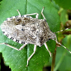 Mottled shieldbug. Chinche de escudo