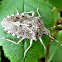 Mottled shieldbug. Chinche de escudo