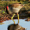 Common Gallinule